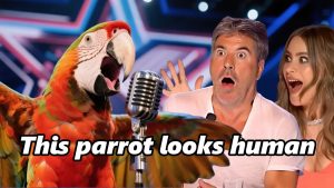 America’s Got Talent Echo of Animal Gardens – realnewsz13